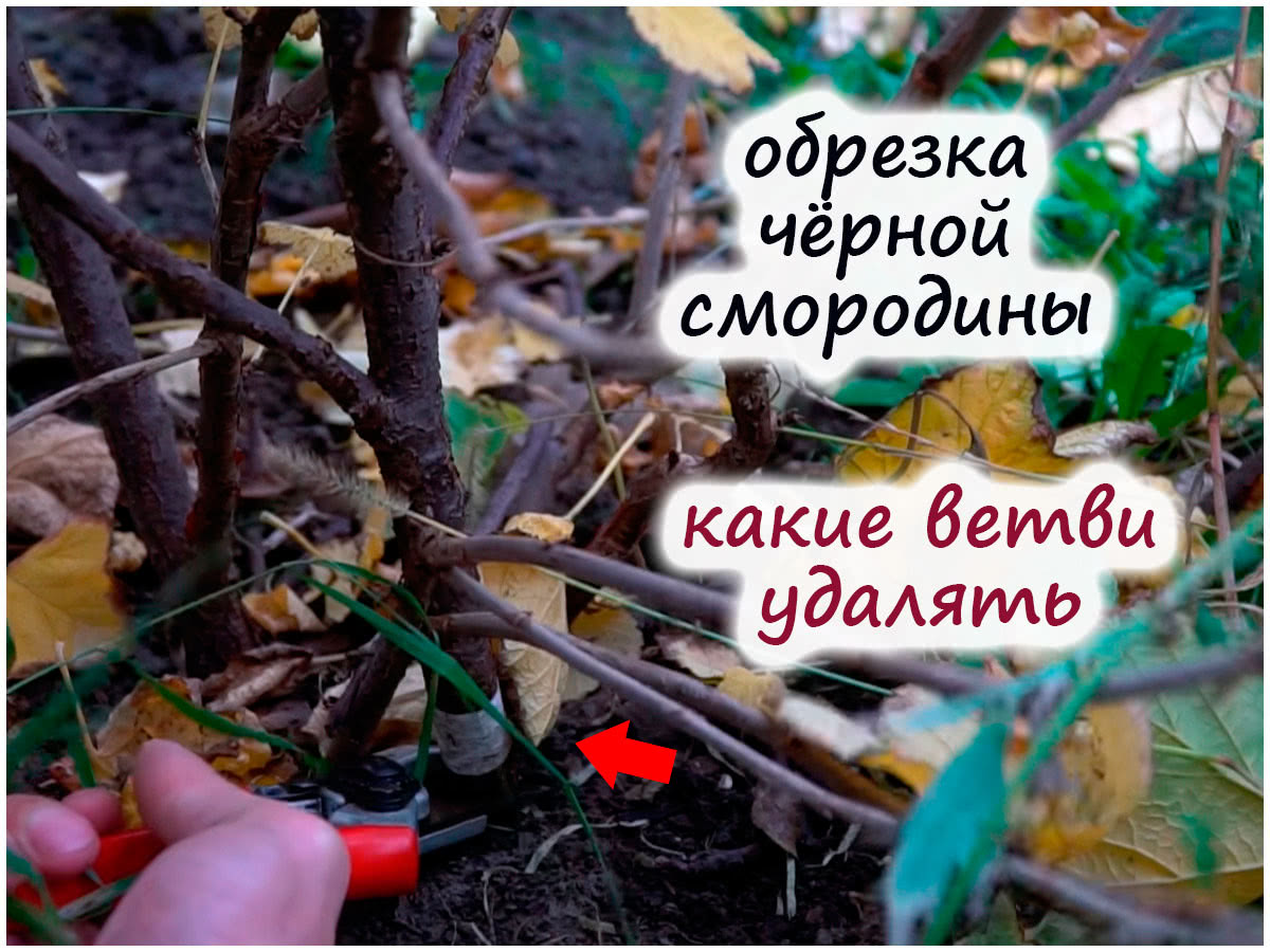 Осенняя обрезка чёрной смородины – учтите отличия от обрезки краснойсмородины и крыжовника!