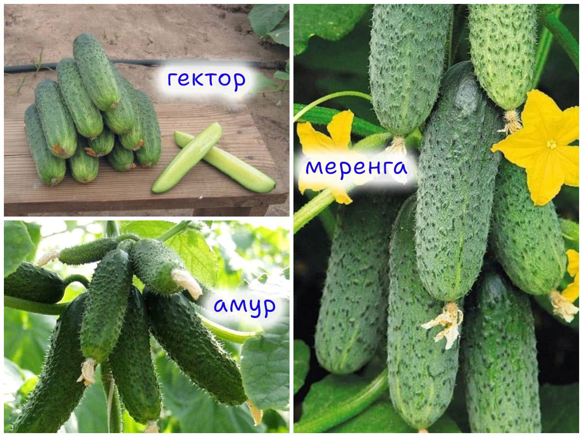 Сорта огурцов