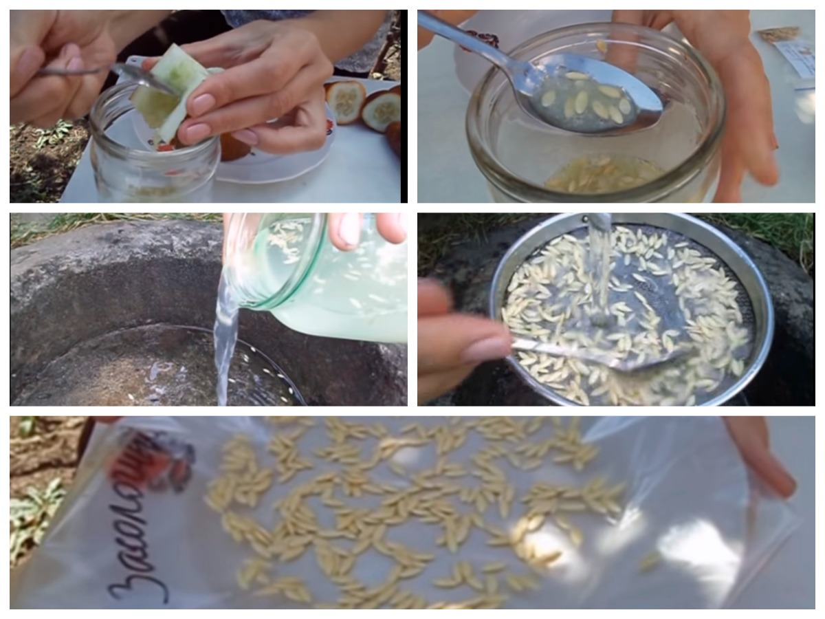 Как отделить семена огурцов