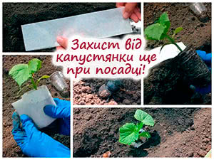 Висадження розсади огірків у ґрунт