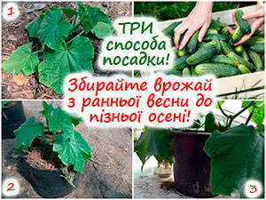 Посадка огірків у теплиці
