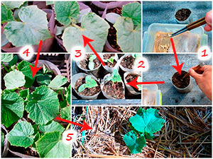 5 шагов при выращивании рассады огурцов