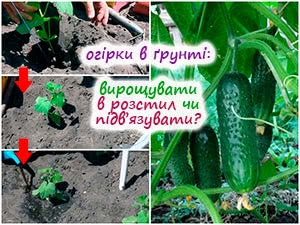 Вирощування огірків у ґрунті з підв'язуванням