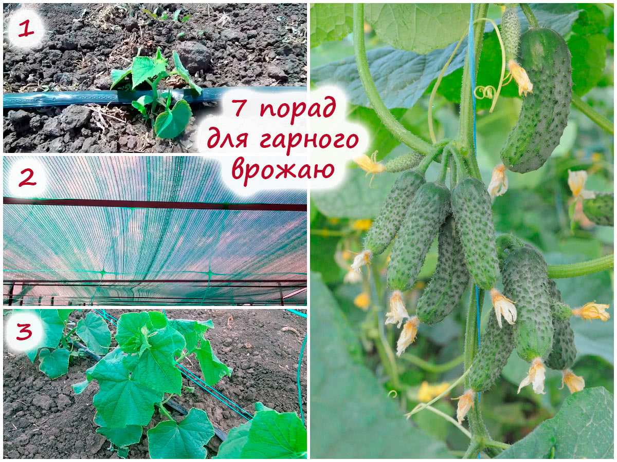 Поради щодо вирощування огірків у ґрунті