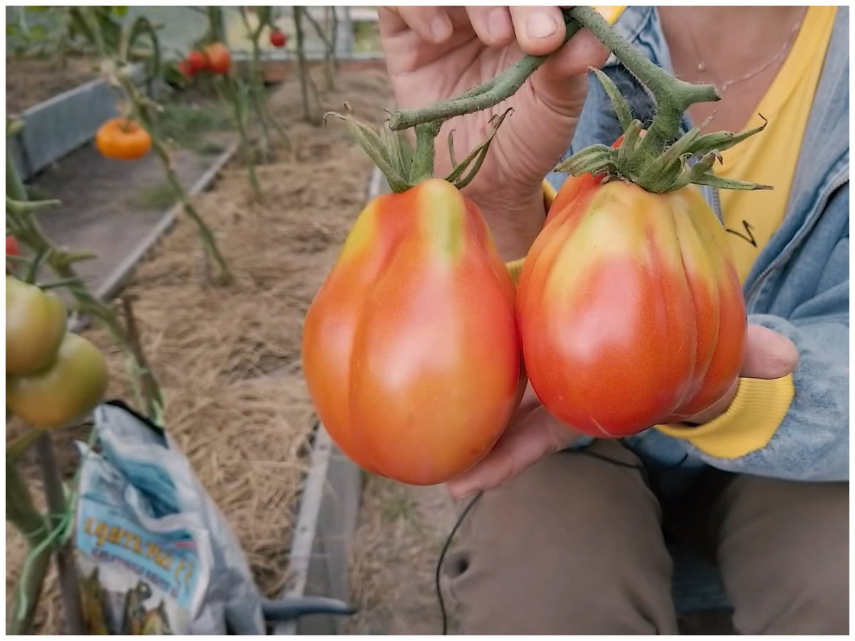 Выращивание органических томатов