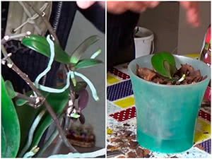 Посадка детки орхидеи в новый горшок