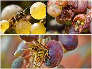 Боротьба з осами на винограді