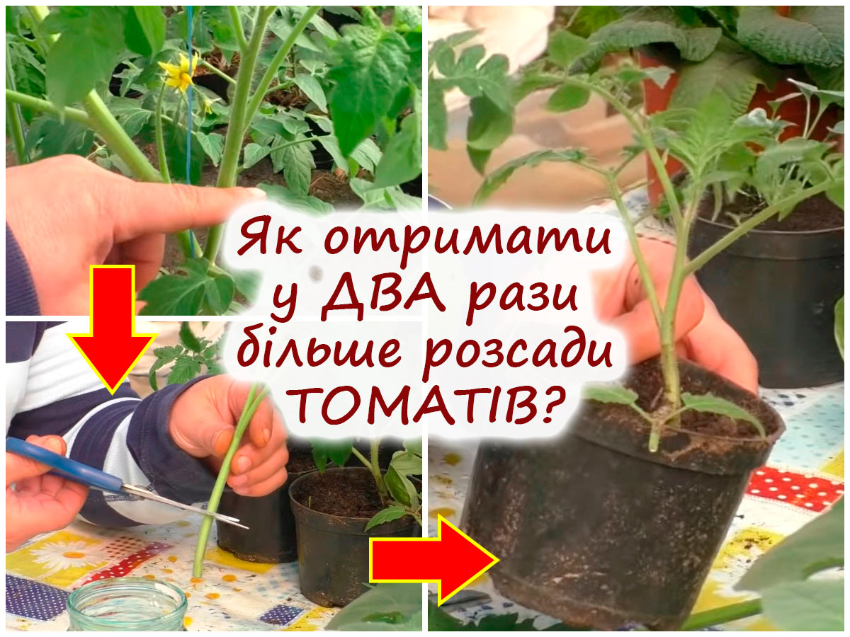 Пасинкування томатів
