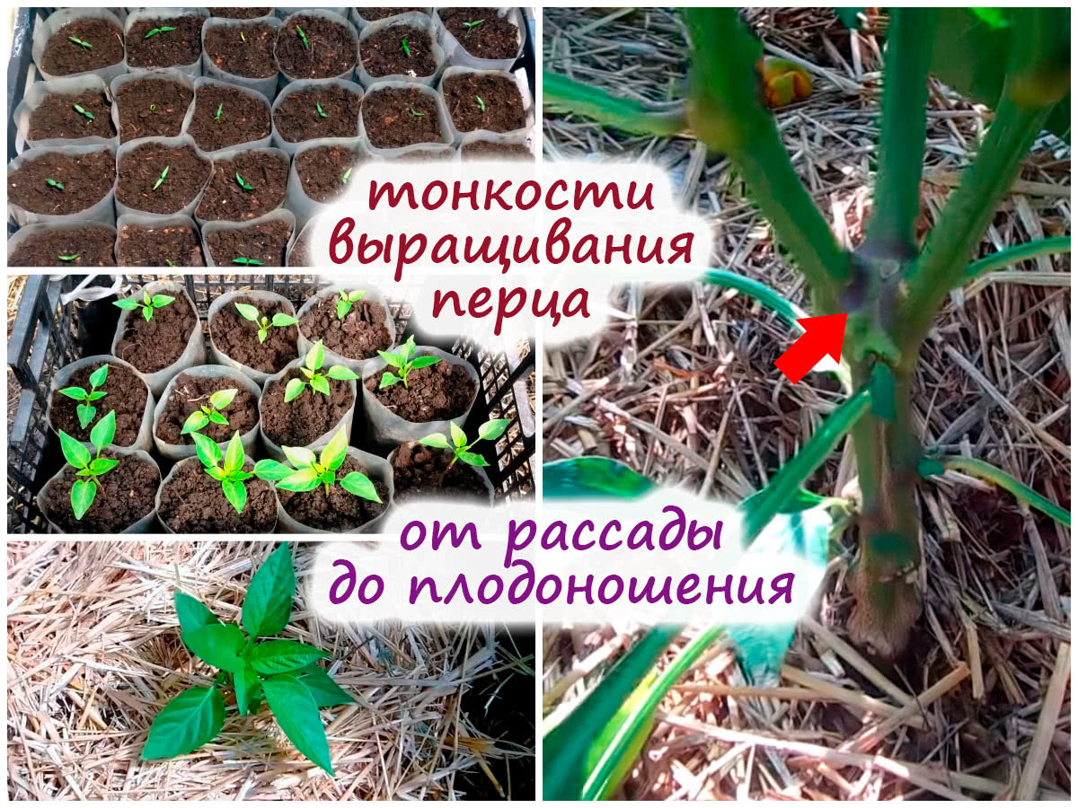 Выращивание болгарского перца