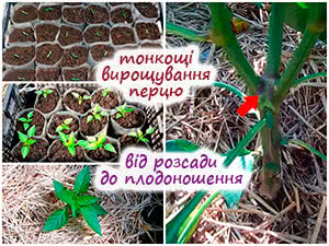 Вирощування болгарського перцю