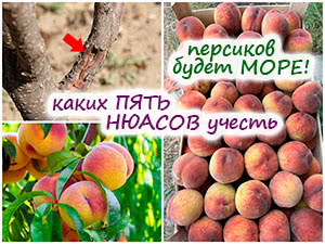 Выращивание персиков