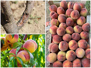 Вирощування персиків