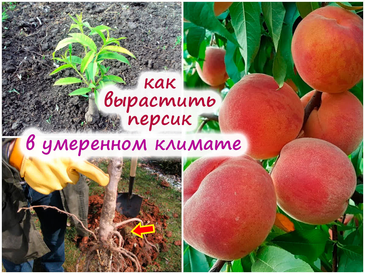 Как выращивать персики – от посадки косточки и до сбора урожая!