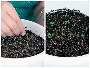 Выращивание рассады петунии без пикировки