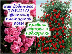 Цветение плетистых роз