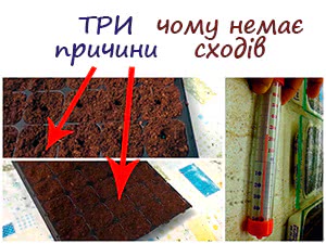 Насіння не проростає