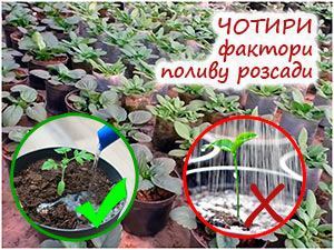Полив розсади
