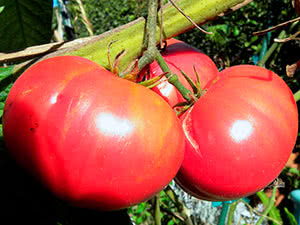 Сорта розовых томатов для грунта и теплицы