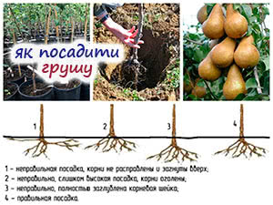 Вирощування груші