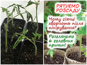 Розсада хворіє після пікірування