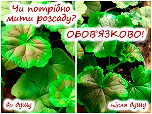 Миття розсади під душем