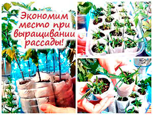 Выращивание рассады по-московски