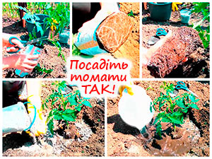 Посадка розсади томатів у ґрунт
