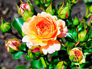 Что такое роза Флорибунда