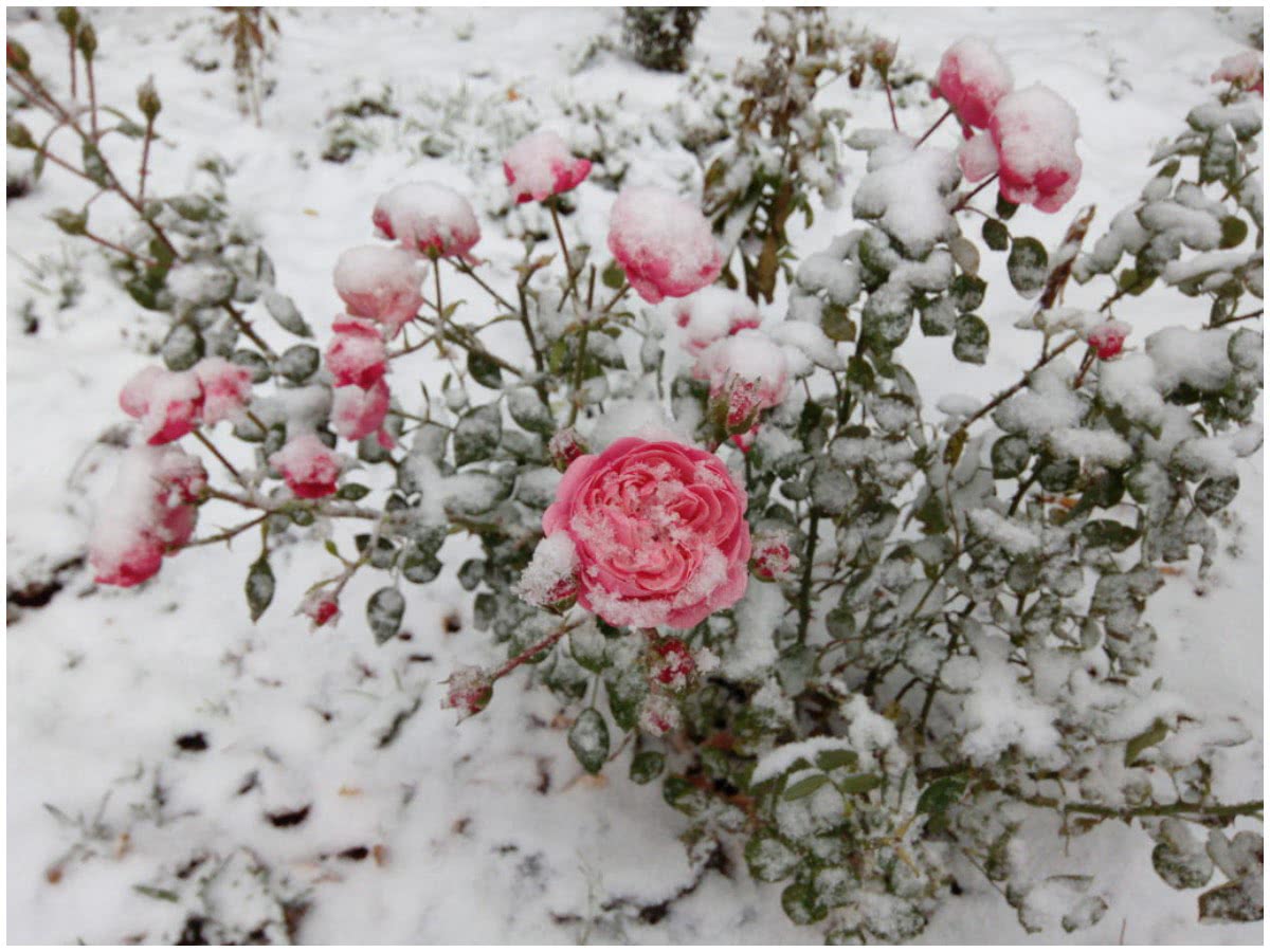 Снег выпал на розы
