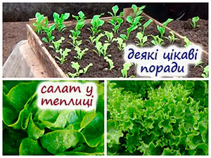 Вирощування салату в теплиці