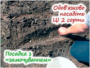 Посадка цибулі-сіянки