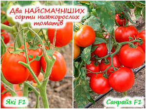 Два сорти низькорослих томатів
