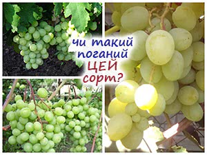 Сорт винограду Талісман