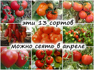 Сорта томатов для апреля