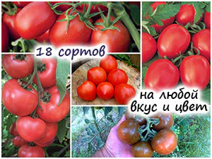 Обзор 18 сортов помидовро