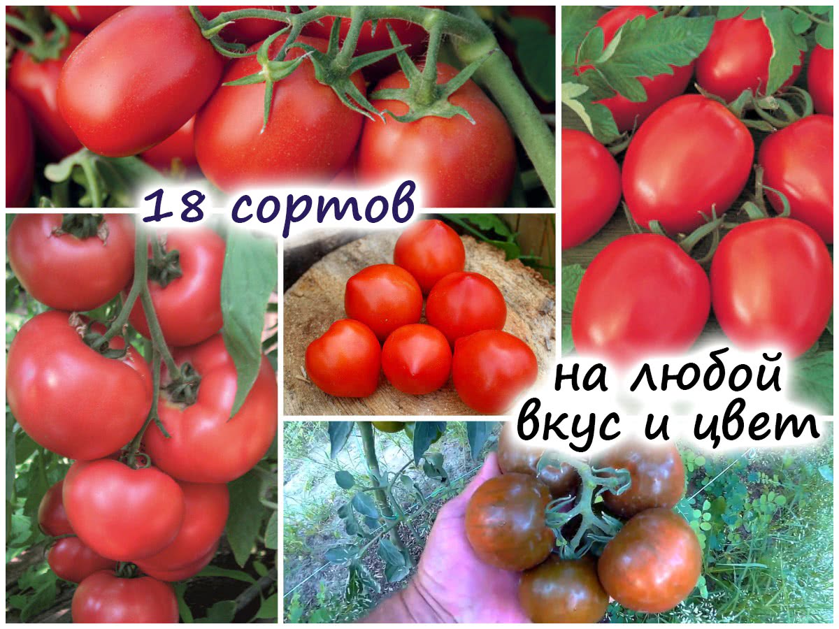 Обзор 18 сортов томата – на любой вкус, цвет, размер и сроки плодоношения!