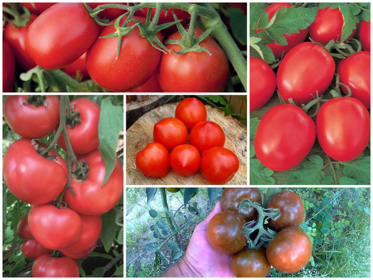 Огляд 18 сортів помідорів