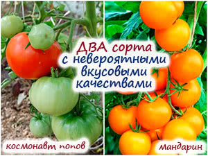 Два классных сорта томата