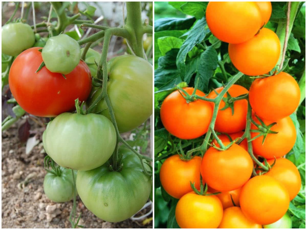 Два класних сорти томату