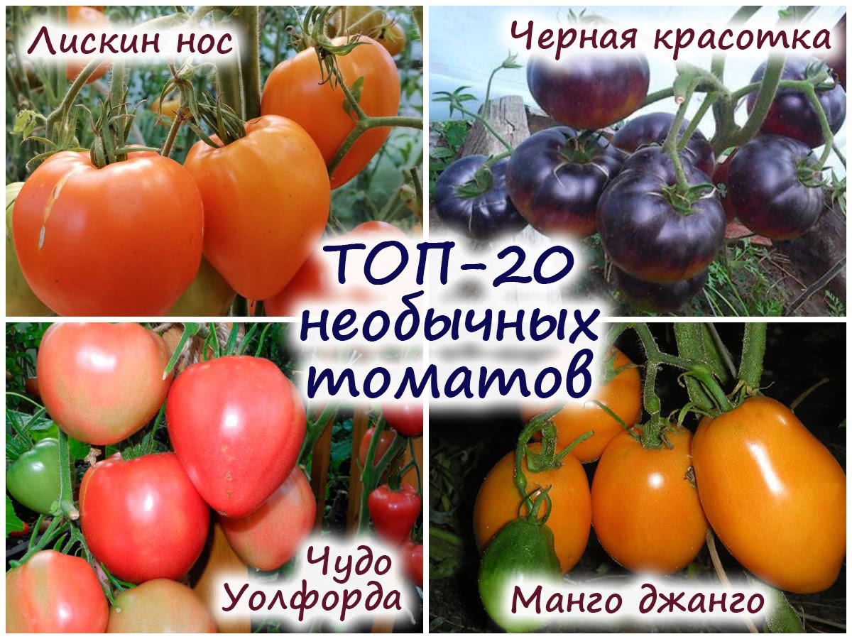 Сорта необычных томатов