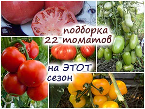 22 сорта томатов для теплицы