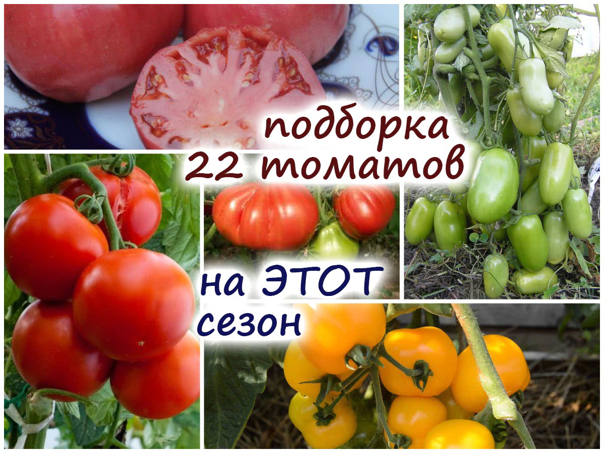 22 сорта томатов для теплицы