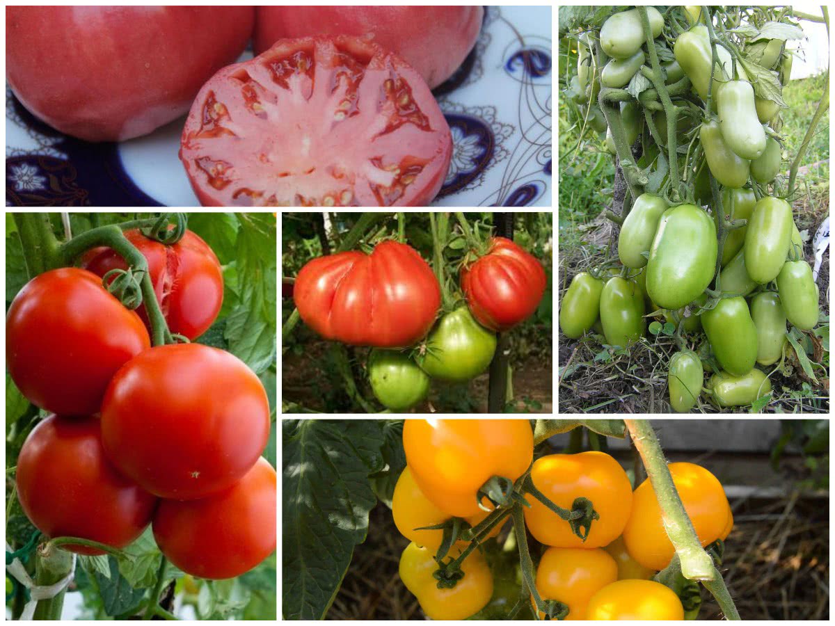 22 сорти томатів для теплиці