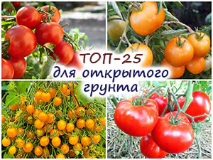 25 сортов помидоров