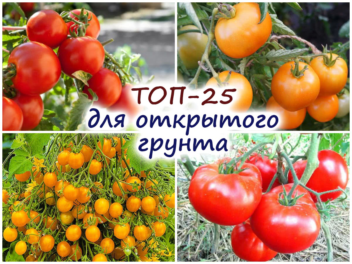 25 претендентов: выбираем томаты для открытого грунта – очень важноучитывать высоту куста!
