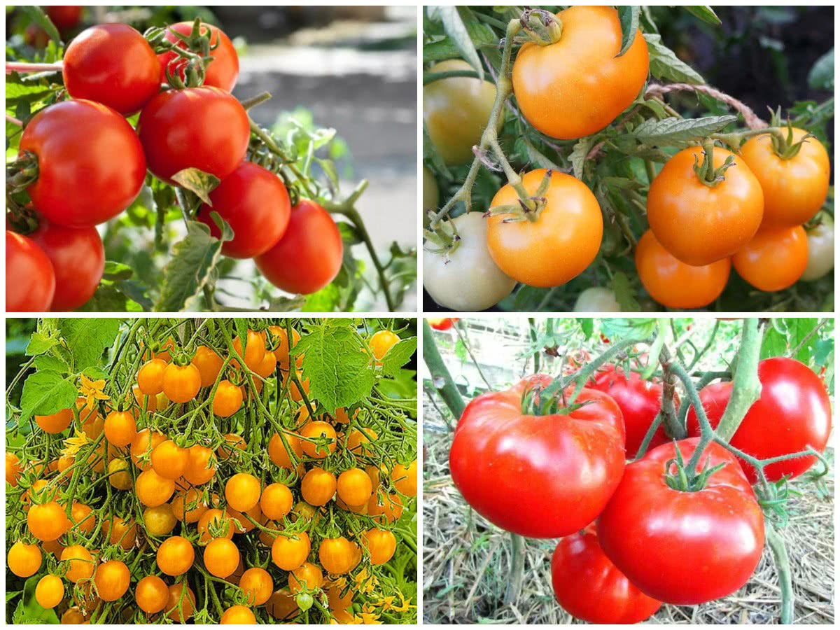 25 сортів помідорів