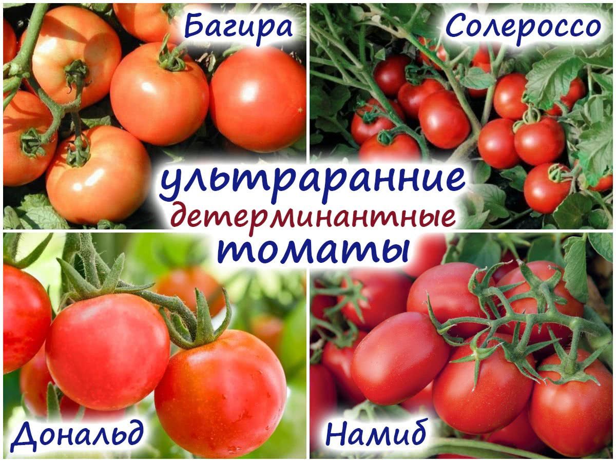Суперранние томаты – 4 детерминантных и 3 индетерминантных гибрида!