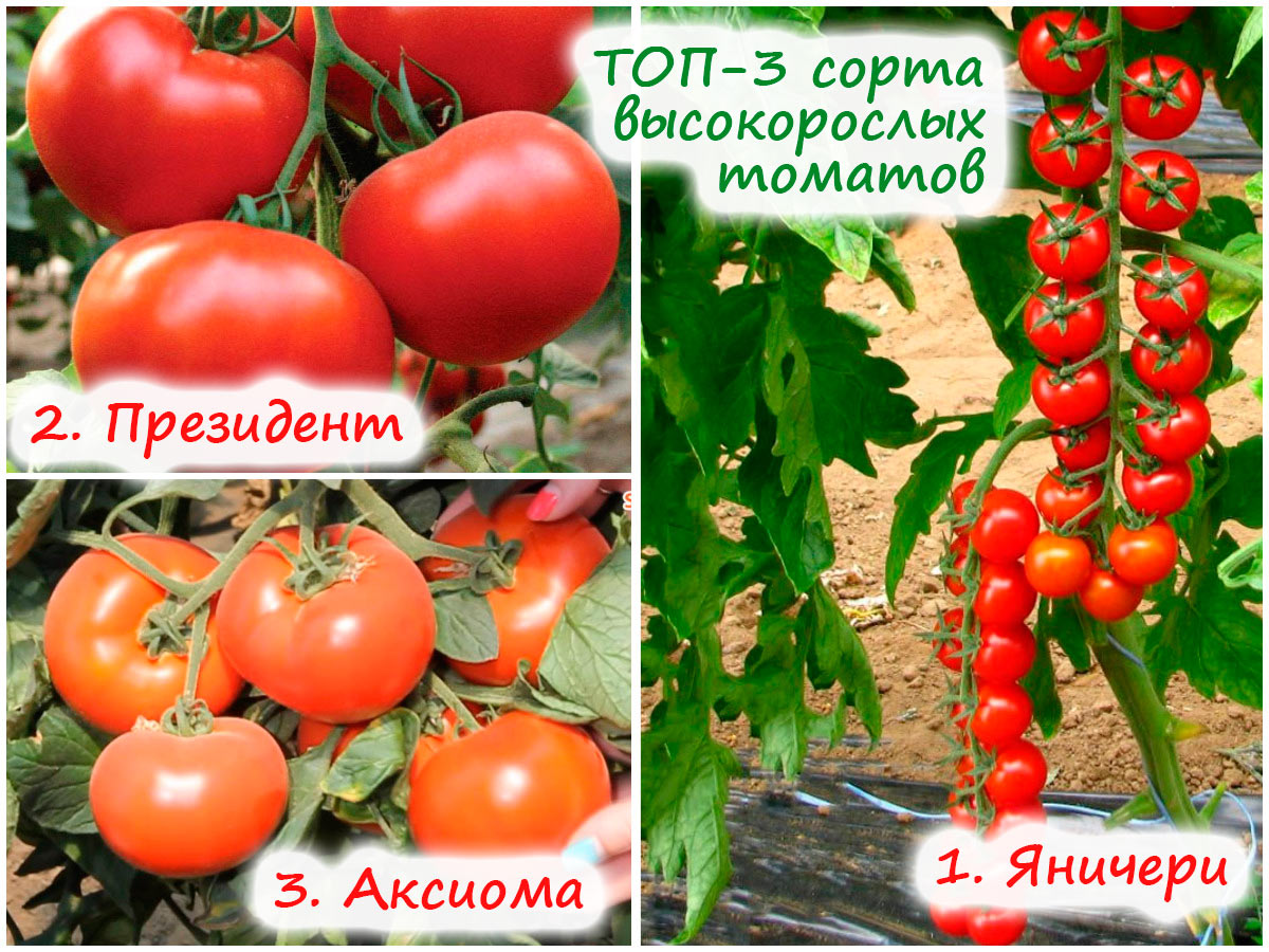 Три сорта высокорослых томатов