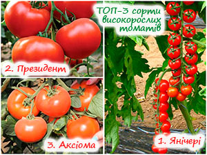 Три сорти високорослих томатів