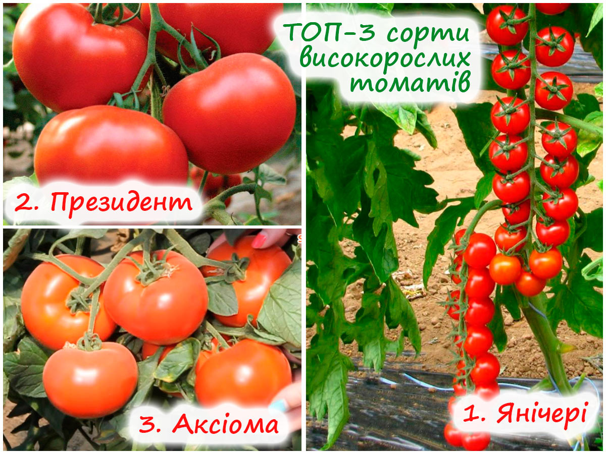 Три сорти високорослих томатів